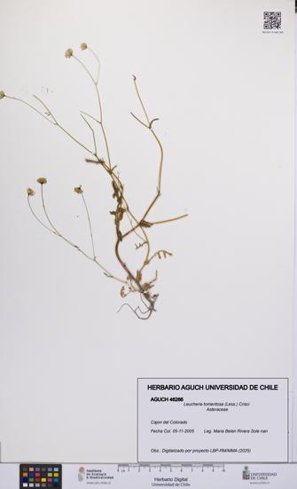 Leucheria tomentosa [Espécimen: UCH:AGUCH:0046266]