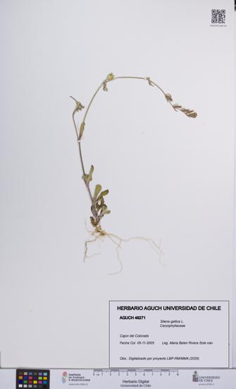 Silene gallica [Espécimen: UCH:AGUCH:0046271]