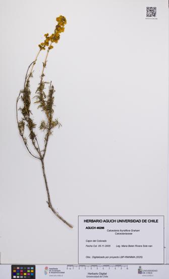 Calceolaria thyrsiflora [Espécimen: UCH:AGUCH:0046286]