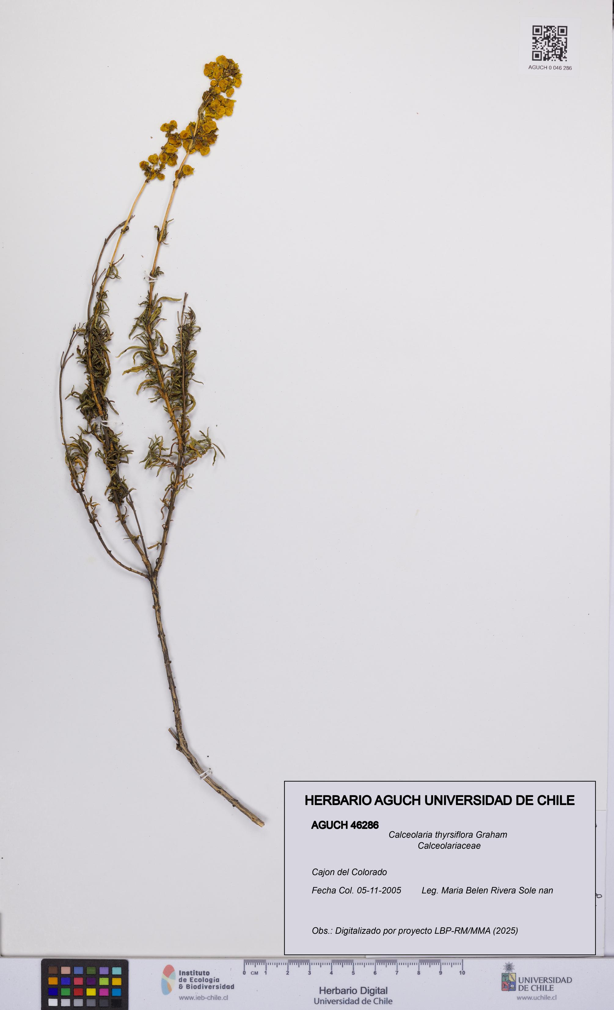 Calceolaria thyrsiflora [Espécimen: UCH:AGUCH:0046286]