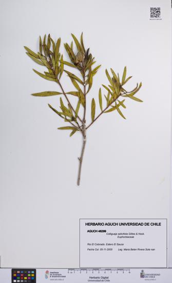 Colliguaja salicifolia [Espécimen: UCH:AGUCH:0046299]