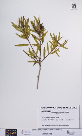 Colliguaja salicifolia [Espécimen: UCH:AGUCH:0046299]