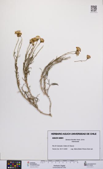 Senecio farinifer [Espécimen: UCH:AGUCH:0046301]