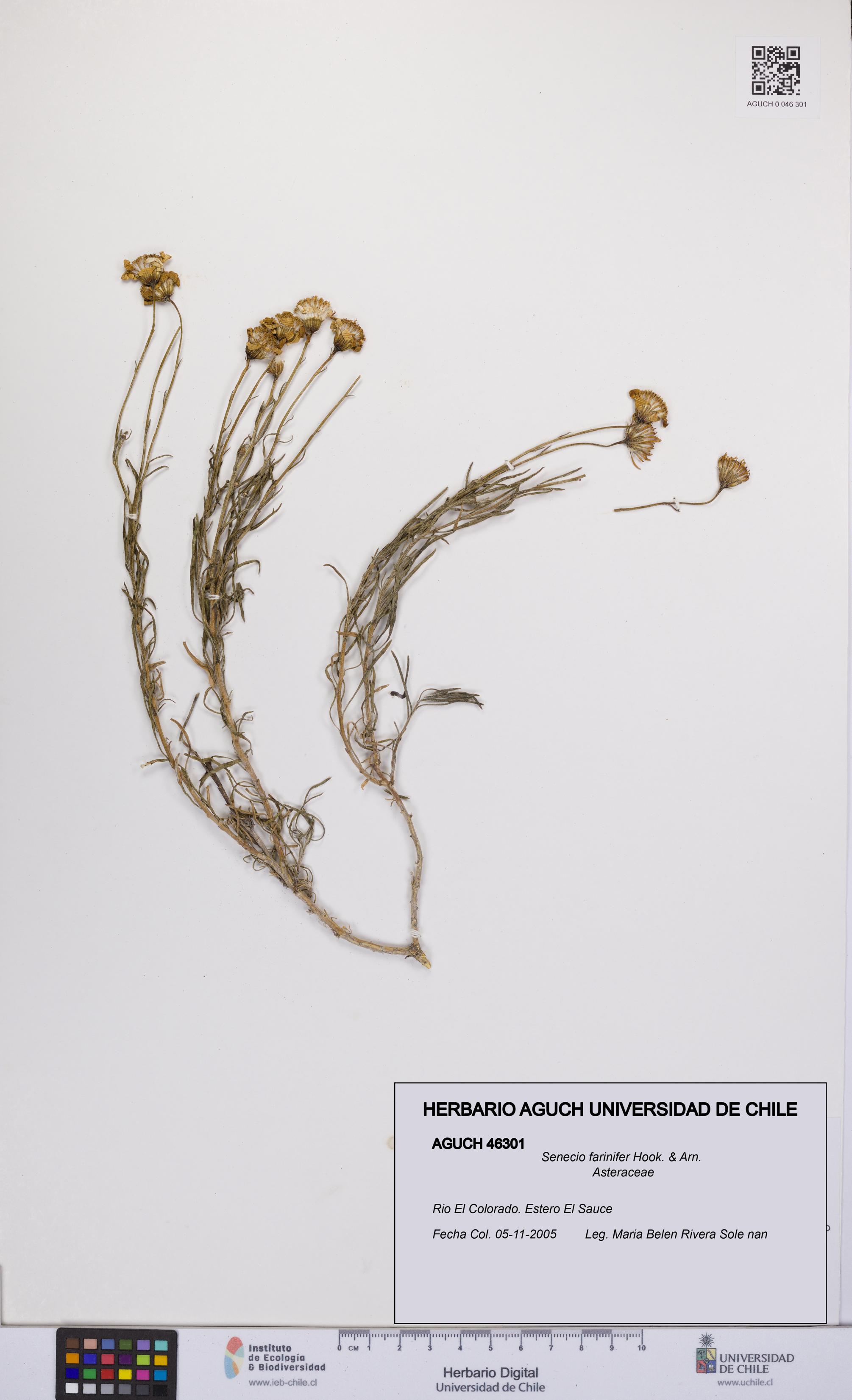 Senecio farinifer [Espécimen: UCH:AGUCH:0046301]