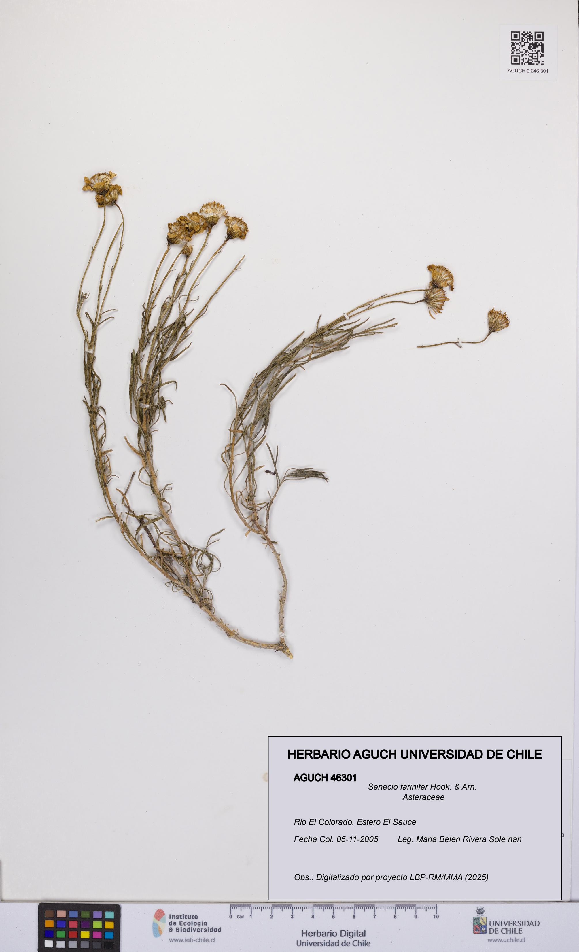 Senecio farinifer [Espécimen: UCH:AGUCH:0046301]