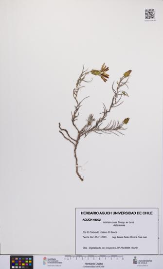 Mutisia rosea [Espécimen: UCH:AGUCH:0046302]