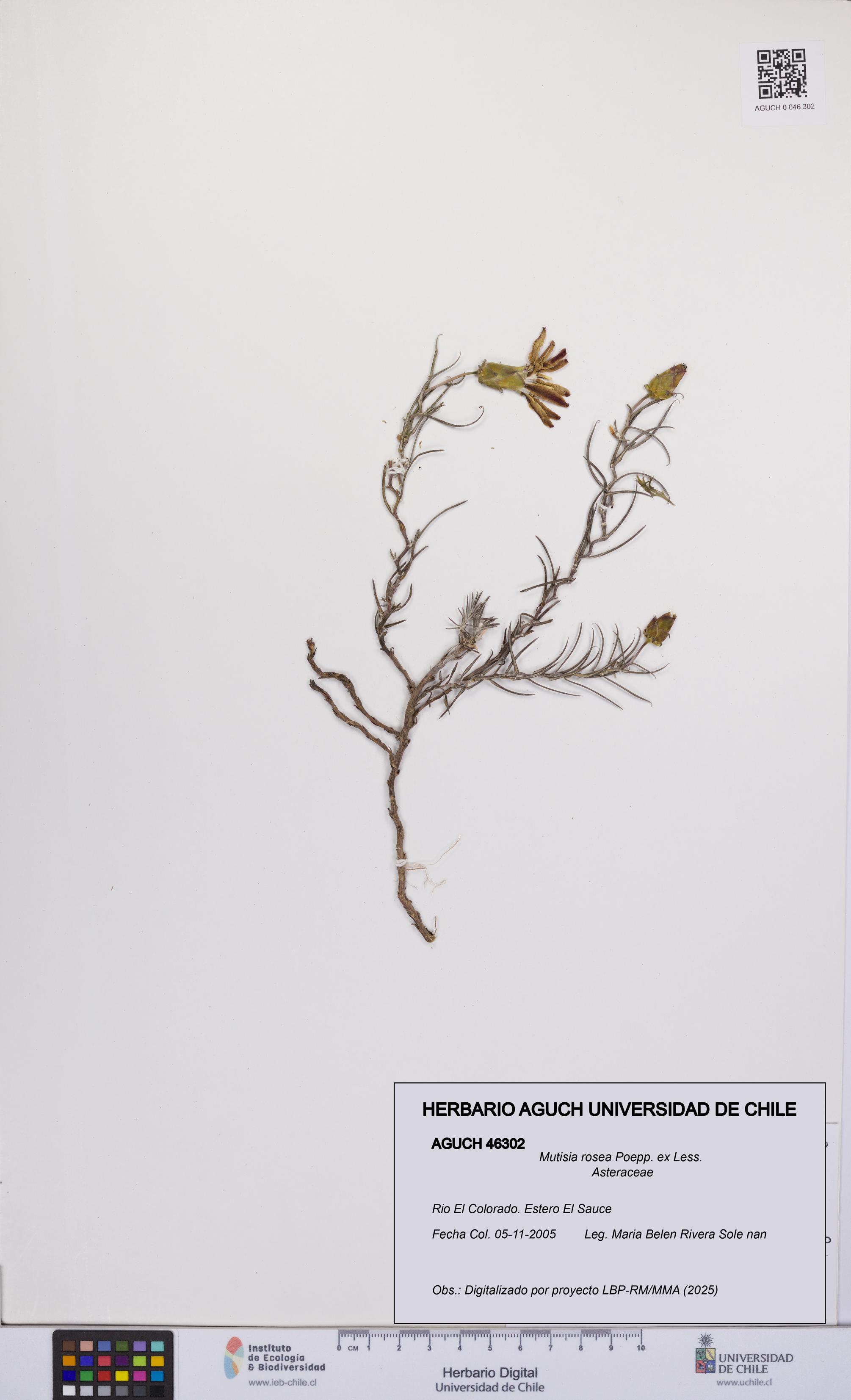 Mutisia rosea [Espécimen: UCH:AGUCH:0046302]