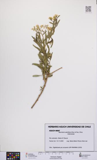 Baccharis salicifolia [Espécimen: UCH:AGUCH:0046307]