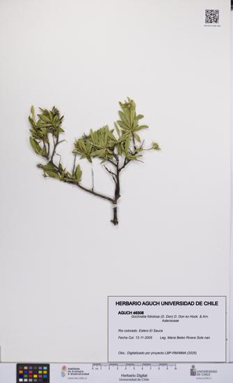 Gochnatia foliolosa [Espécimen: UCH:AGUCH:0046308]