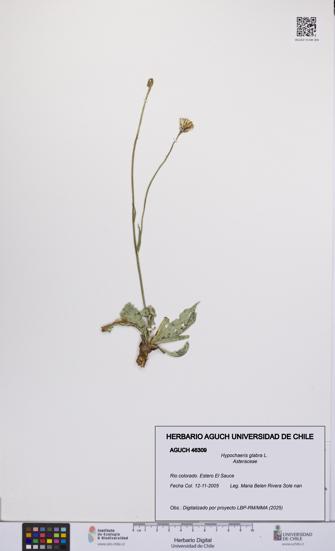 Hypochaeris glabra [Espécimen: UCH:AGUCH:0046309]