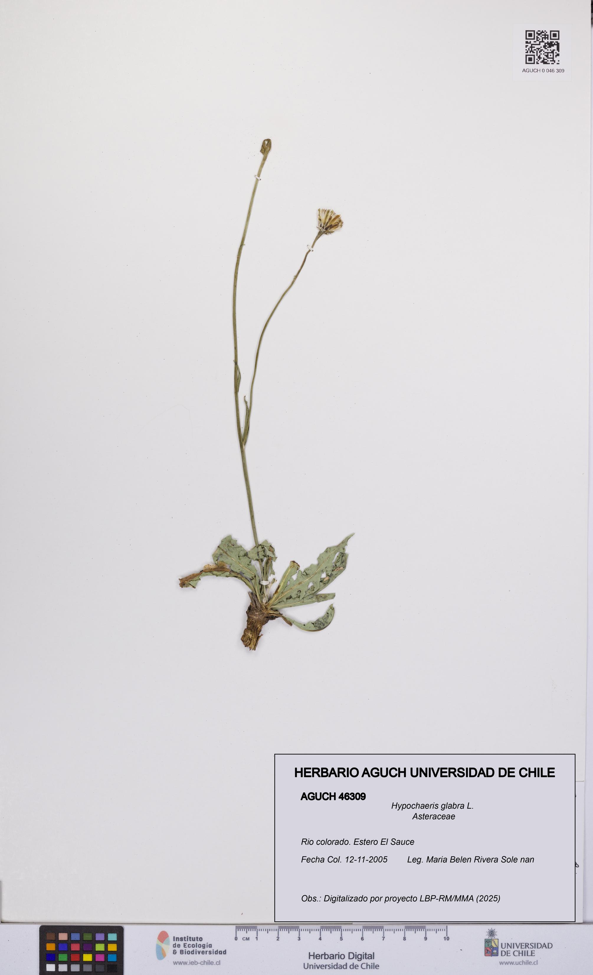 Hypochaeris glabra [Espécimen: UCH:AGUCH:0046309]