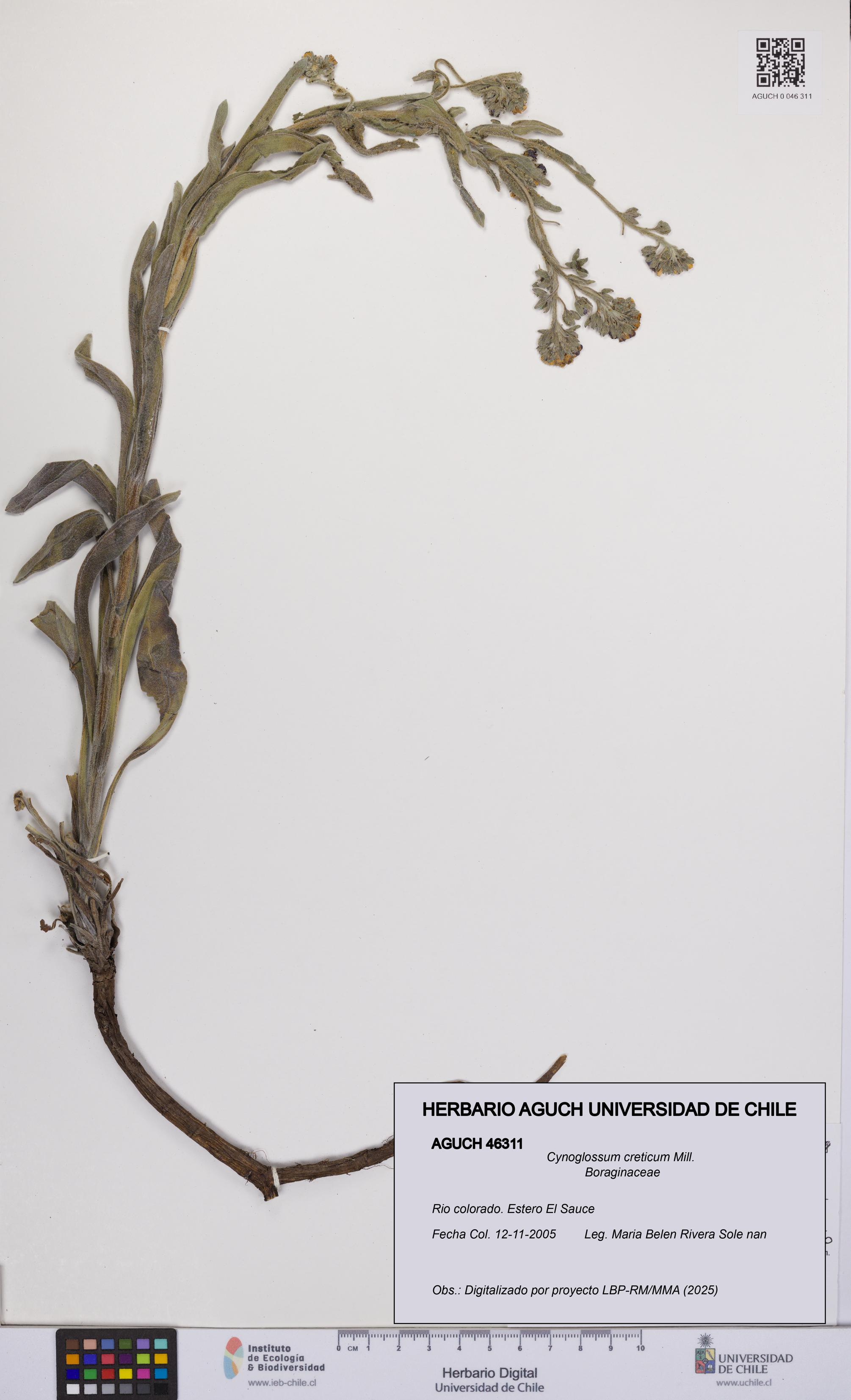 Cynoglossum creticum [Espécimen: UCH:AGUCH:0046311]