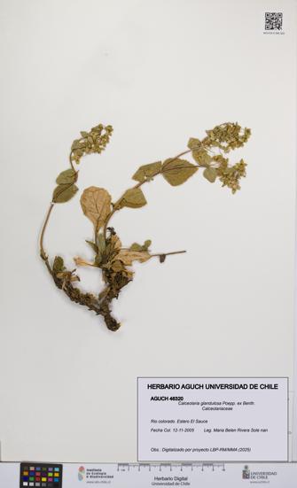 Calceolaria glandulosa [Espécimen: UCH:AGUCH:0046320]