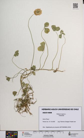 Trifolium repens [Espécimen: UCH:AGUCH:0046336]