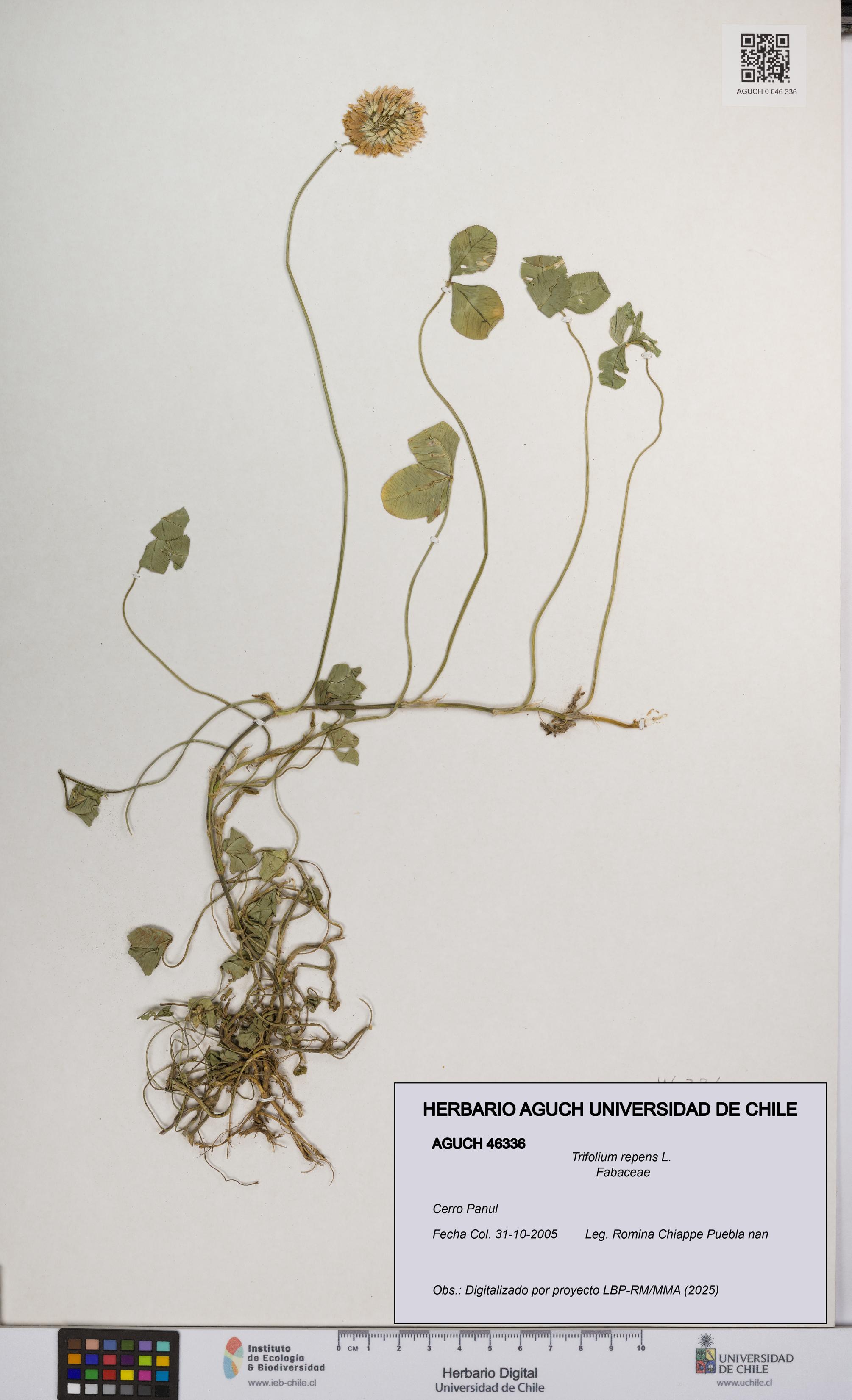 Trifolium repens [Espécimen: UCH:AGUCH:0046336]