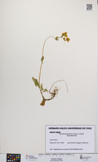 Calceolaria glandulosa [Espécimen: UCH:AGUCH:0046340]