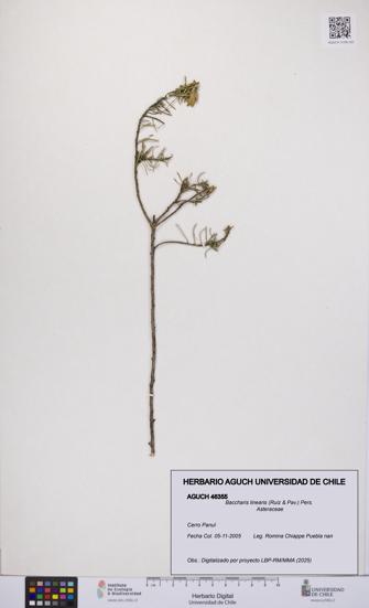 Baccharis linearis [Espécimen: UCH:AGUCH:0046355]