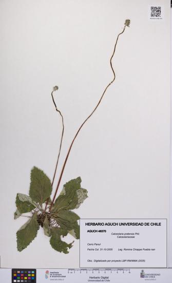 Calceolaria pratensis [Espécimen: UCH:AGUCH:0046370]