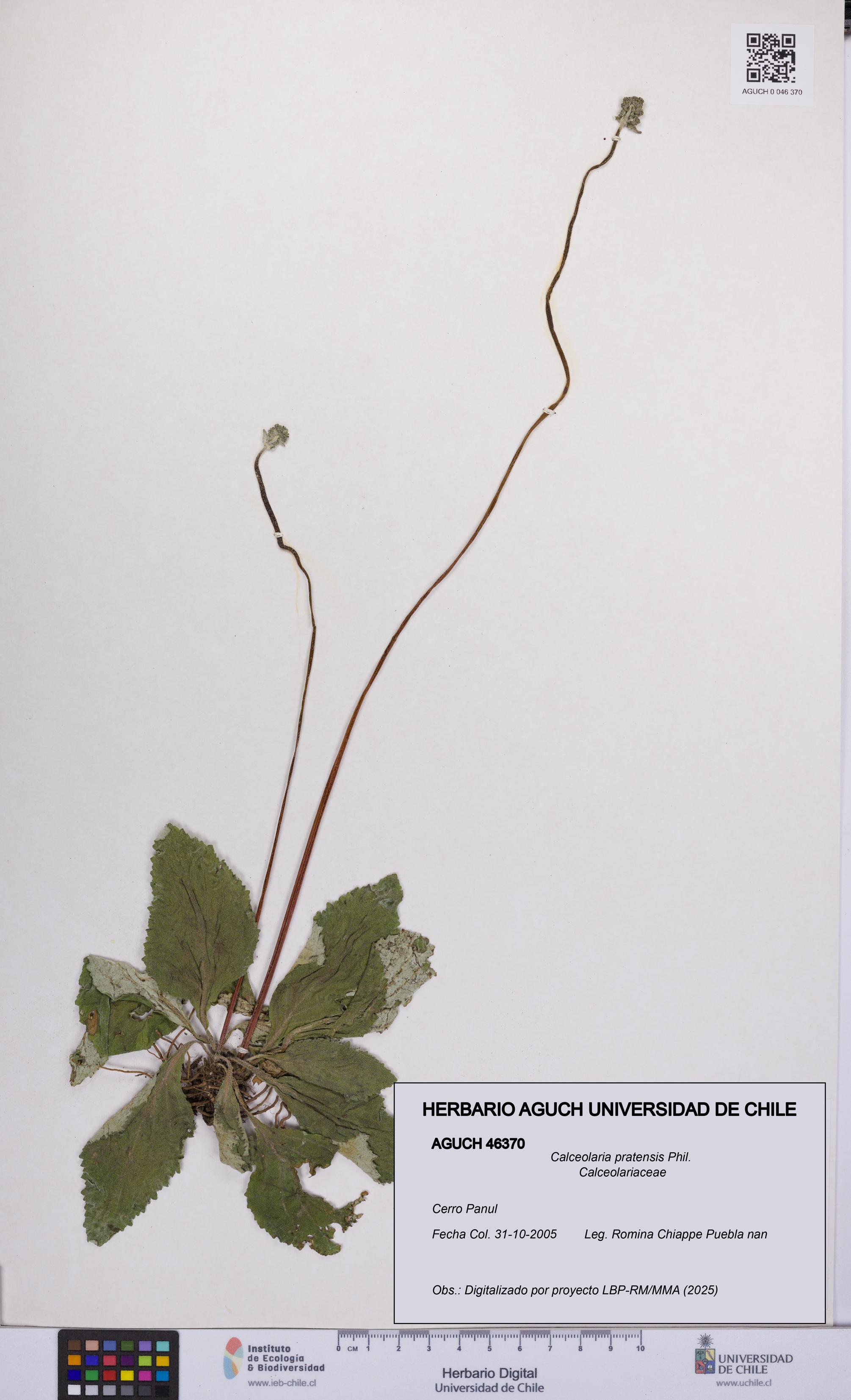 Calceolaria pratensis [Espécimen: UCH:AGUCH:0046370]