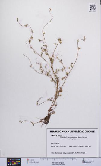 Plagiobothrys myosotoides [Espécimen: UCH:AGUCH:0046372]