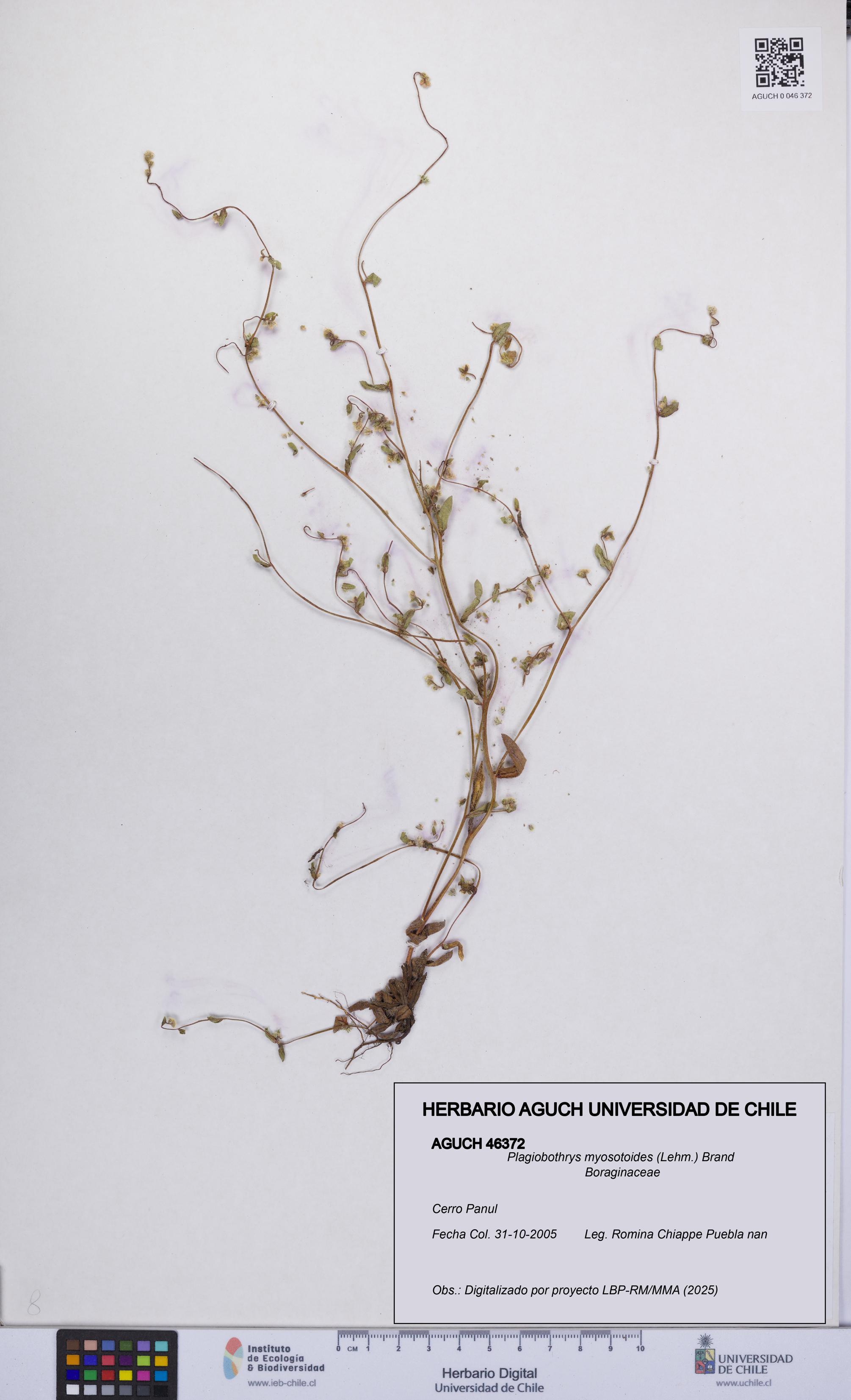 Plagiobothrys myosotoides [Espécimen: UCH:AGUCH:0046372]