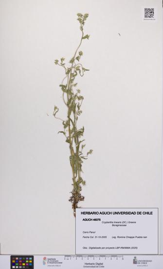 Cryptantha linearis [Espécimen: UCH:AGUCH:0046375]