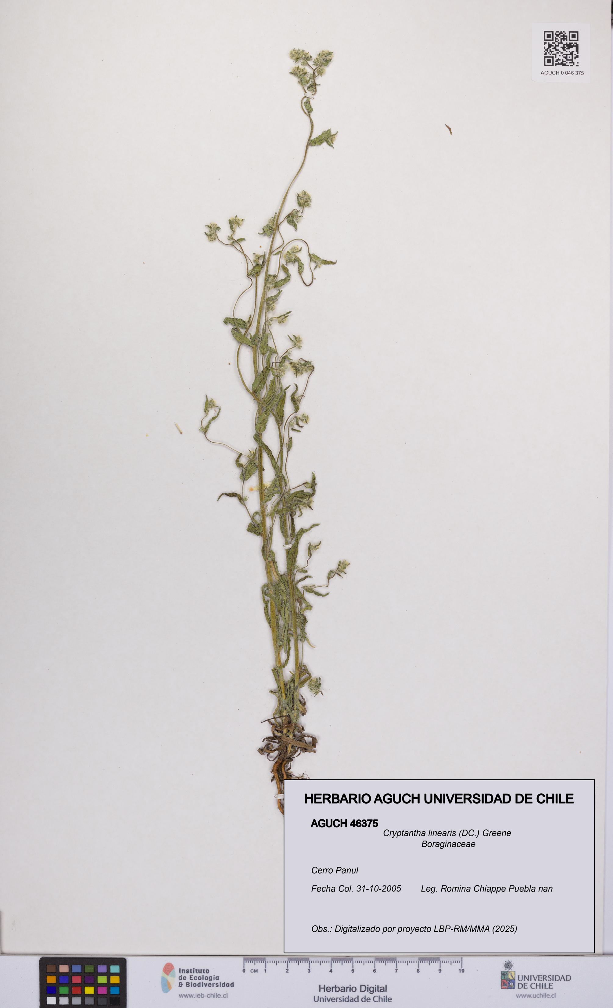 Cryptantha linearis [Espécimen: UCH:AGUCH:0046375]