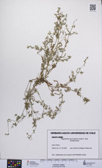 Plagiobothrys procumbens [Espécimen: UCH:AGUCH:0046390]