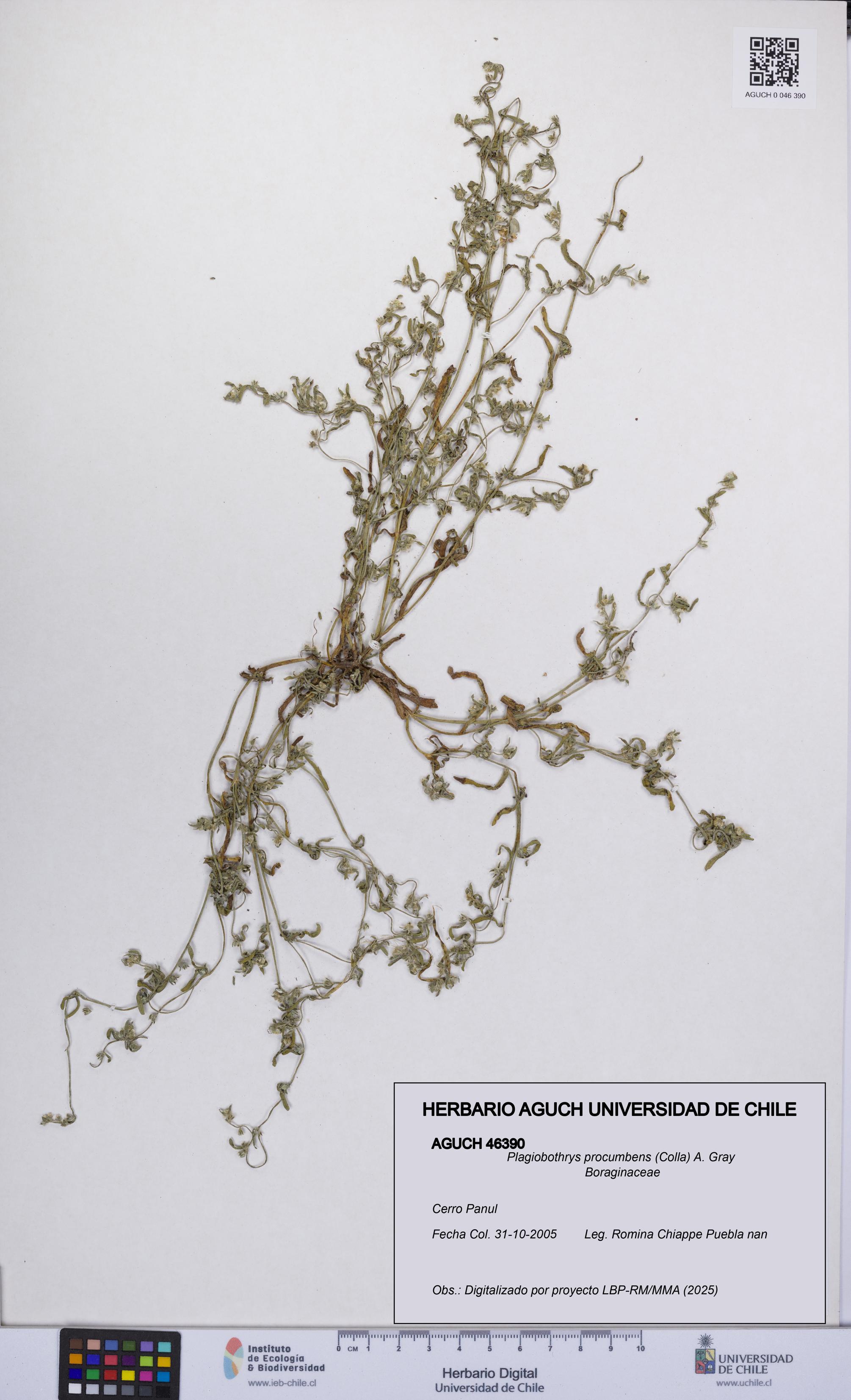 Plagiobothrys procumbens [Espécimen: UCH:AGUCH:0046390]