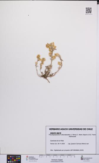 Pseudognaphalium aldunateoides [Espécimen: UCH:AGUCH:0046415]