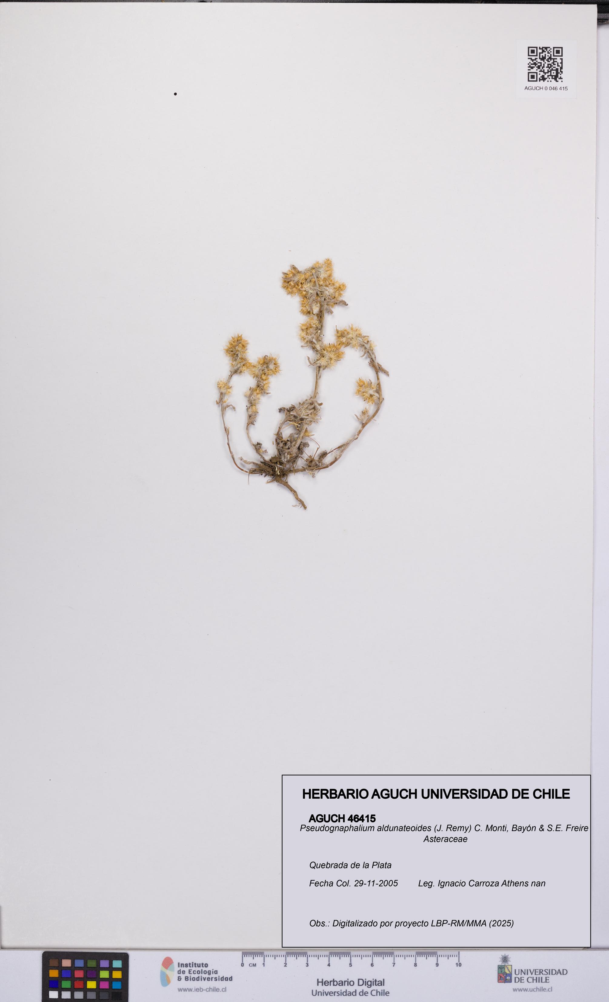 Pseudognaphalium aldunateoides [Espécimen: UCH:AGUCH:0046415]