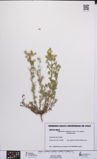 Cryptantha clandestina [Espécimen: UCH:AGUCH:0046418]