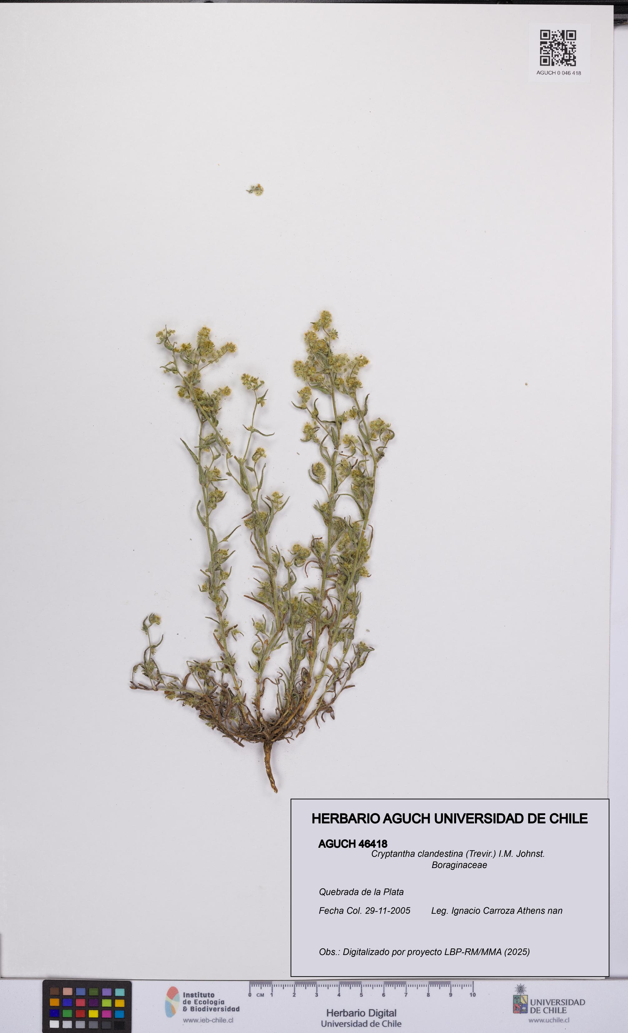 Cryptantha clandestina [Espécimen: UCH:AGUCH:0046418]