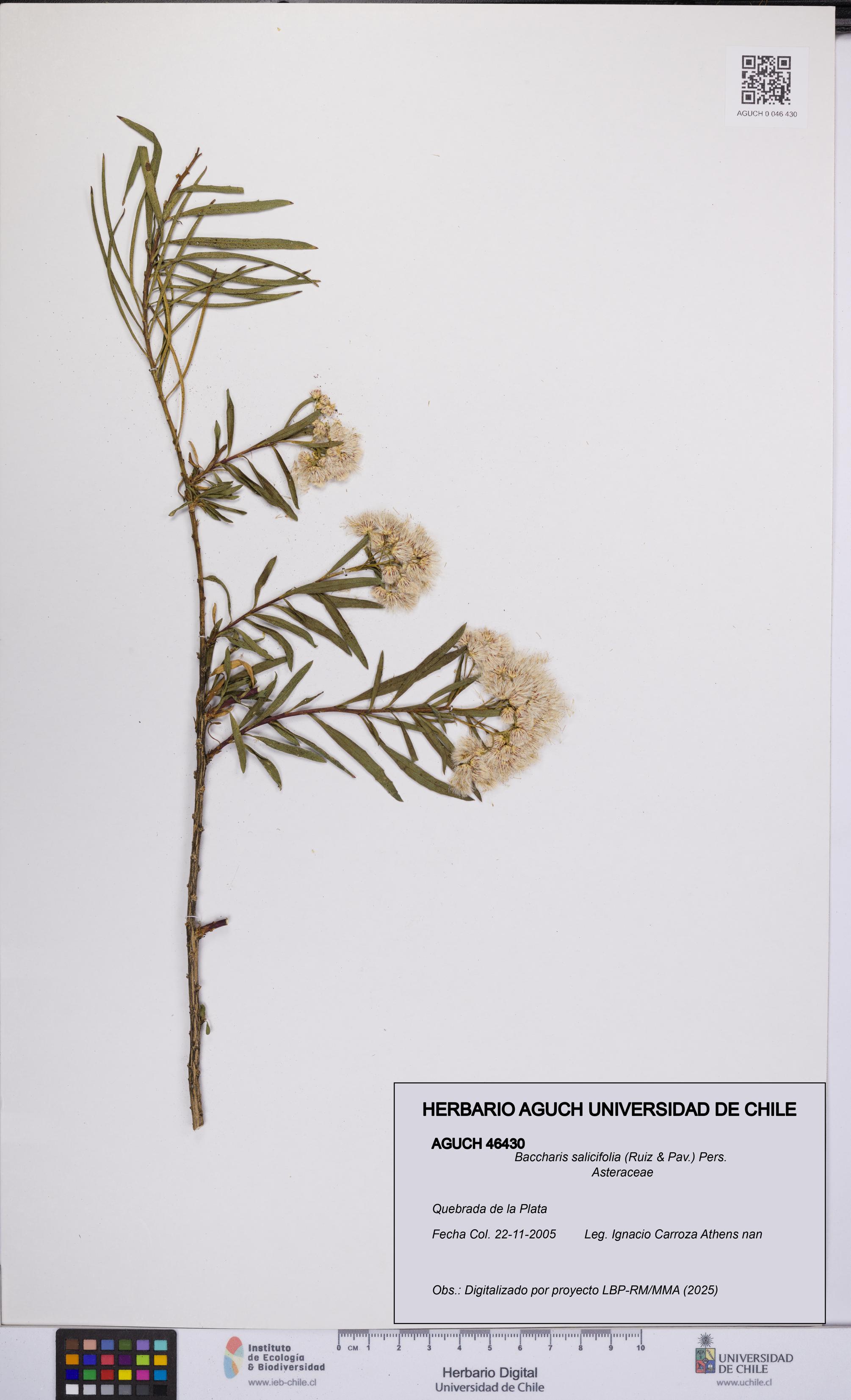 Baccharis salicifolia [Espécimen: UCH:AGUCH:0046430]