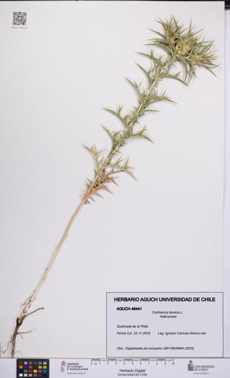 Carthamus lanatus [Espécimen: UCH:AGUCH:0046441]
