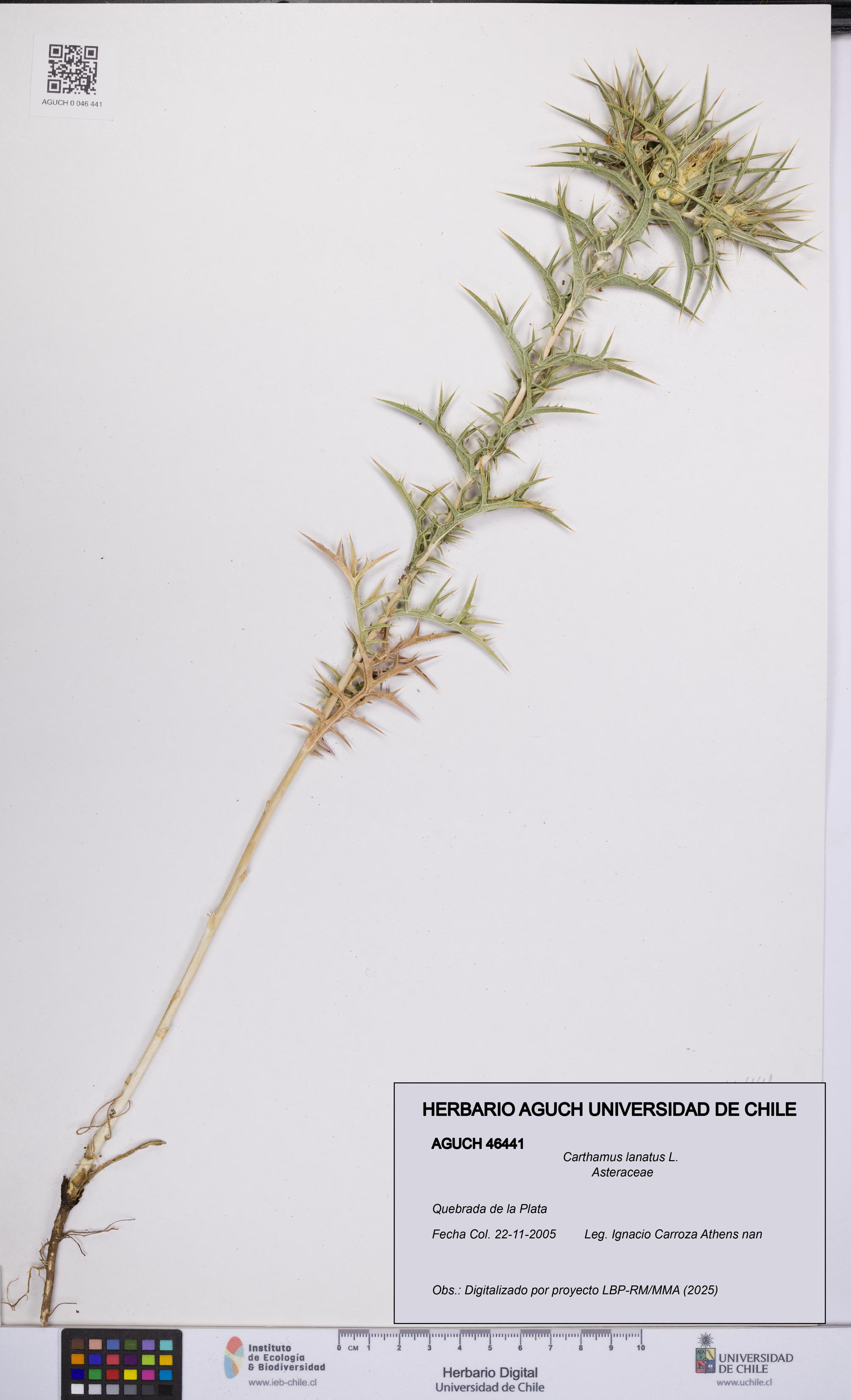 Carthamus lanatus [Espécimen: UCH:AGUCH:0046441]