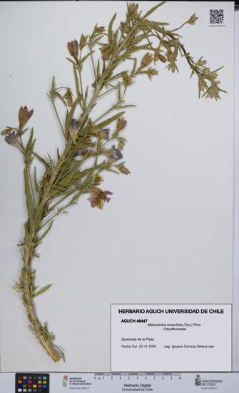 Malesherbia linearifolia [Espécimen: UCH:AGUCH:0046447]