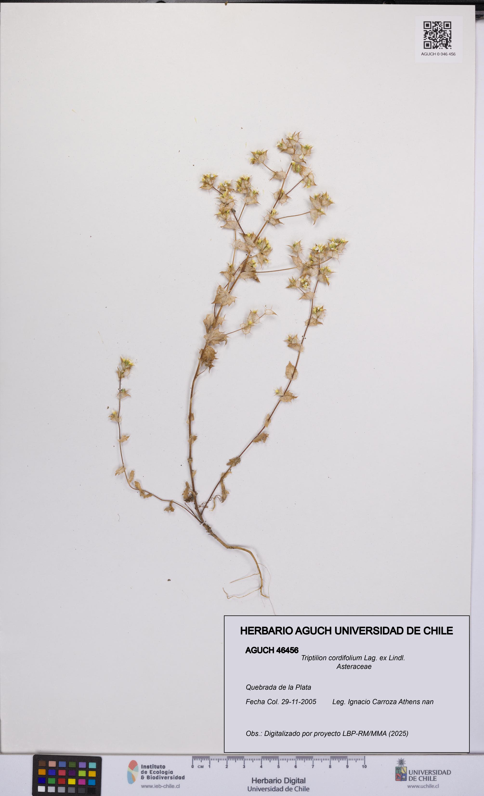 Triptilion cordifolium [Espécimen: UCH:AGUCH:0046456]