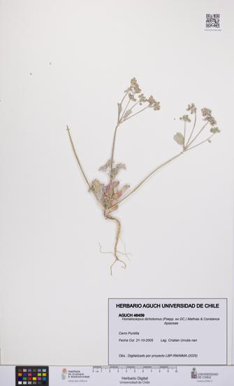 Homalocarpus dichotomus [Espécimen: UCH:AGUCH:0046459]