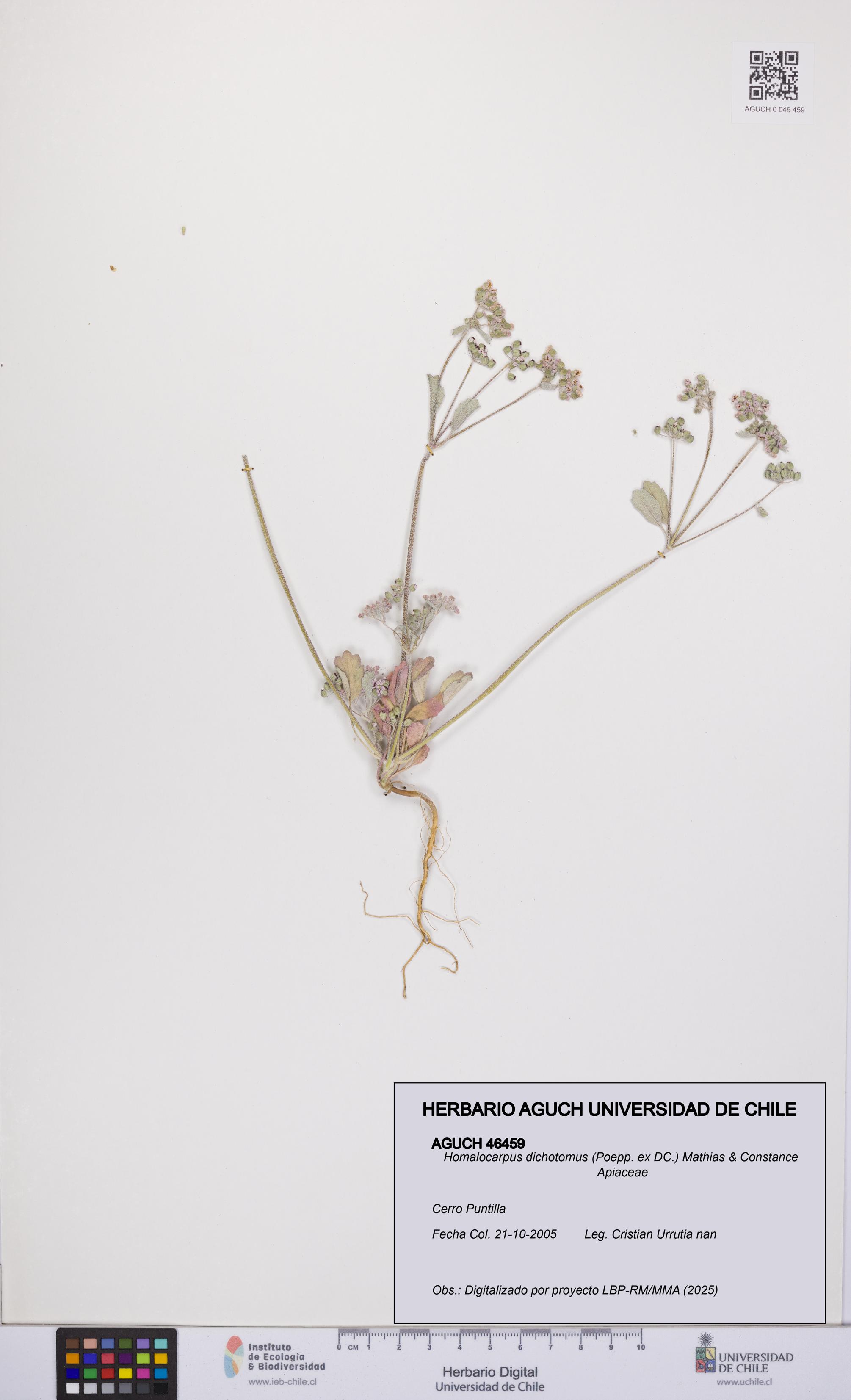 Homalocarpus dichotomus [Espécimen: UCH:AGUCH:0046459]