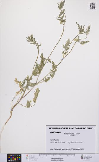 Torilis nodosa [Espécimen: UCH:AGUCH:0046460]