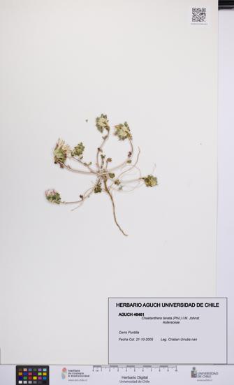 Chaetanthera lanata [Espécimen: UCH:AGUCH:0046461]