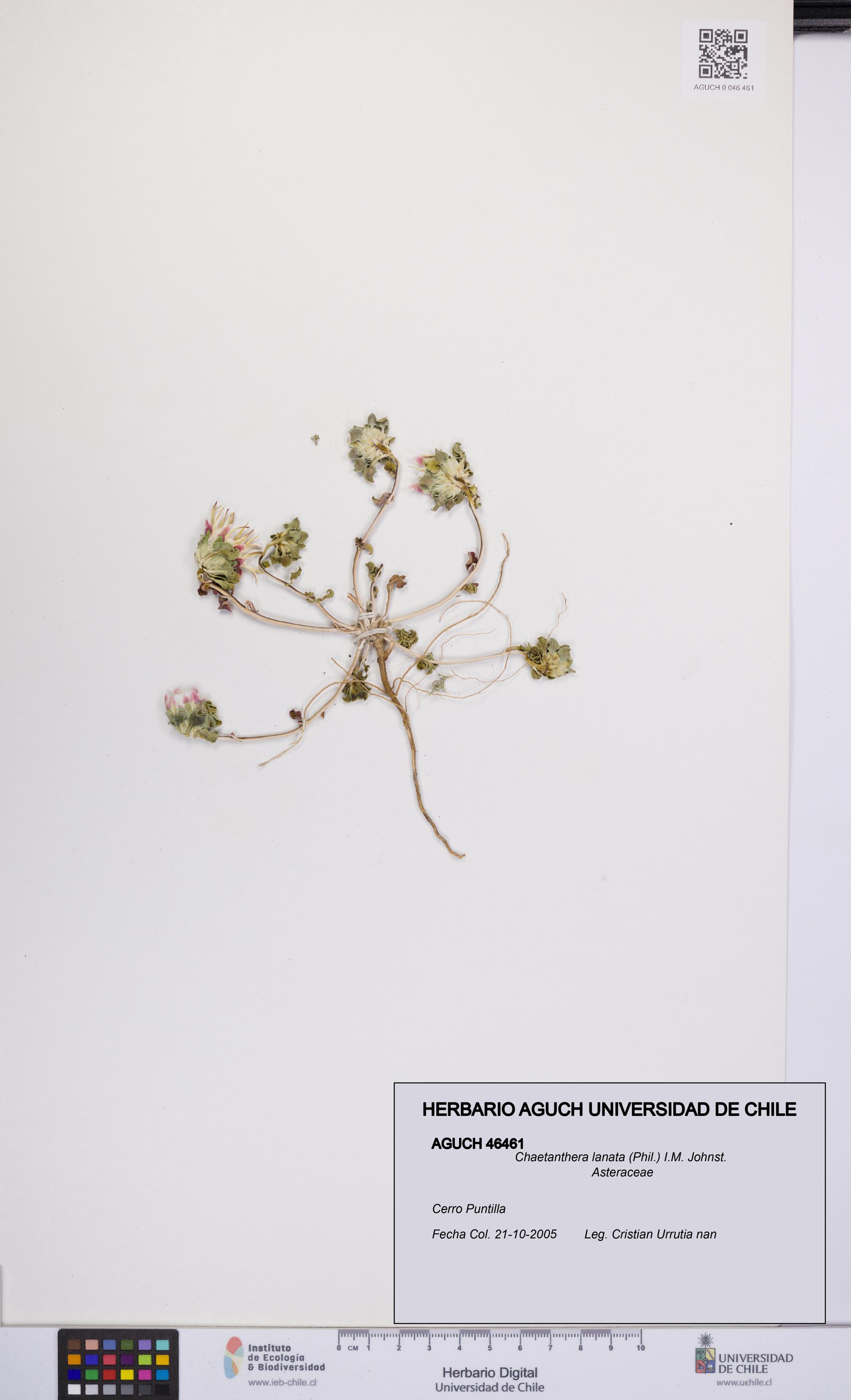 Chaetanthera lanata [Espécimen: UCH:AGUCH:0046461]