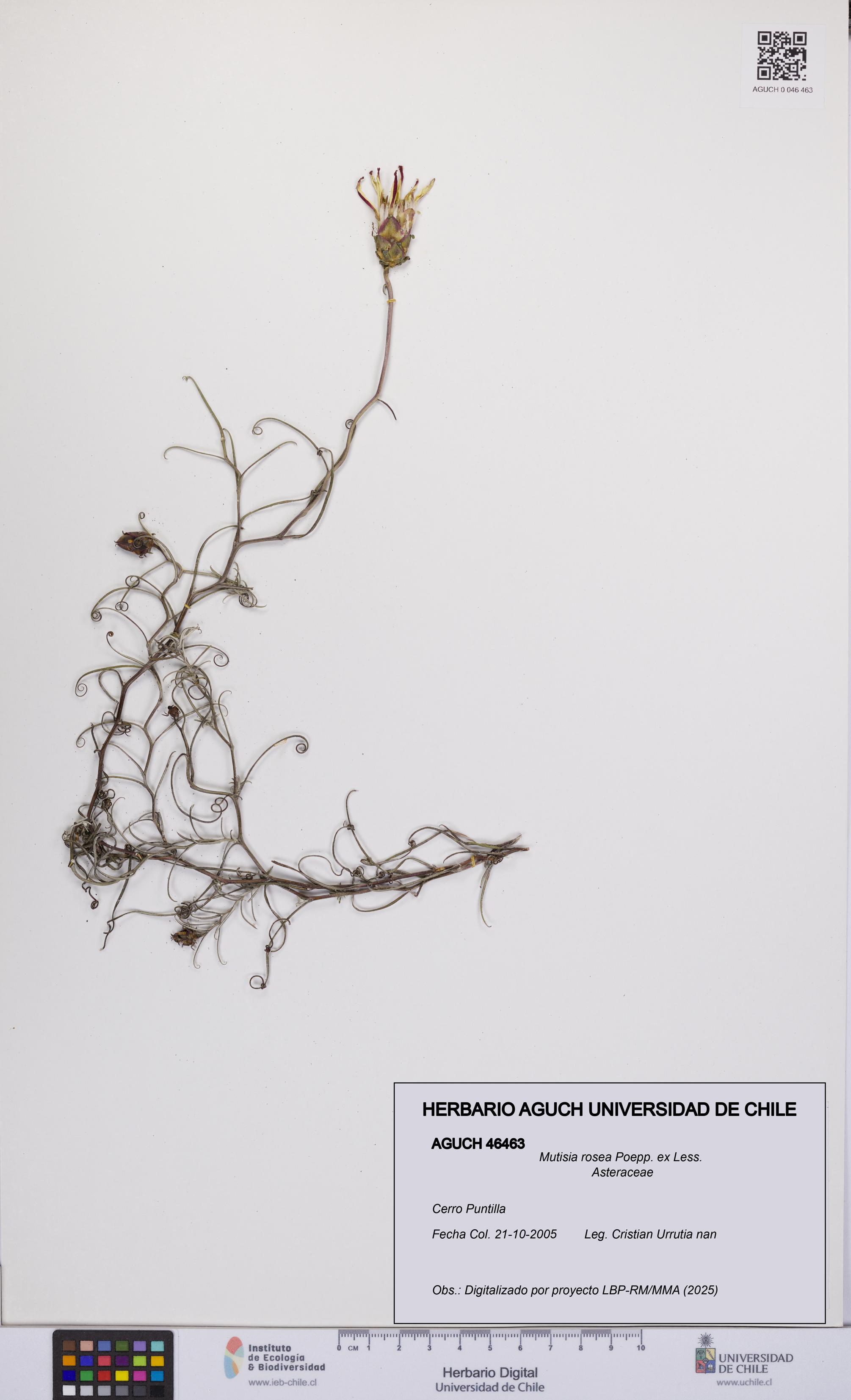 Mutisia rosea [Espécimen: UCH:AGUCH:0046463]