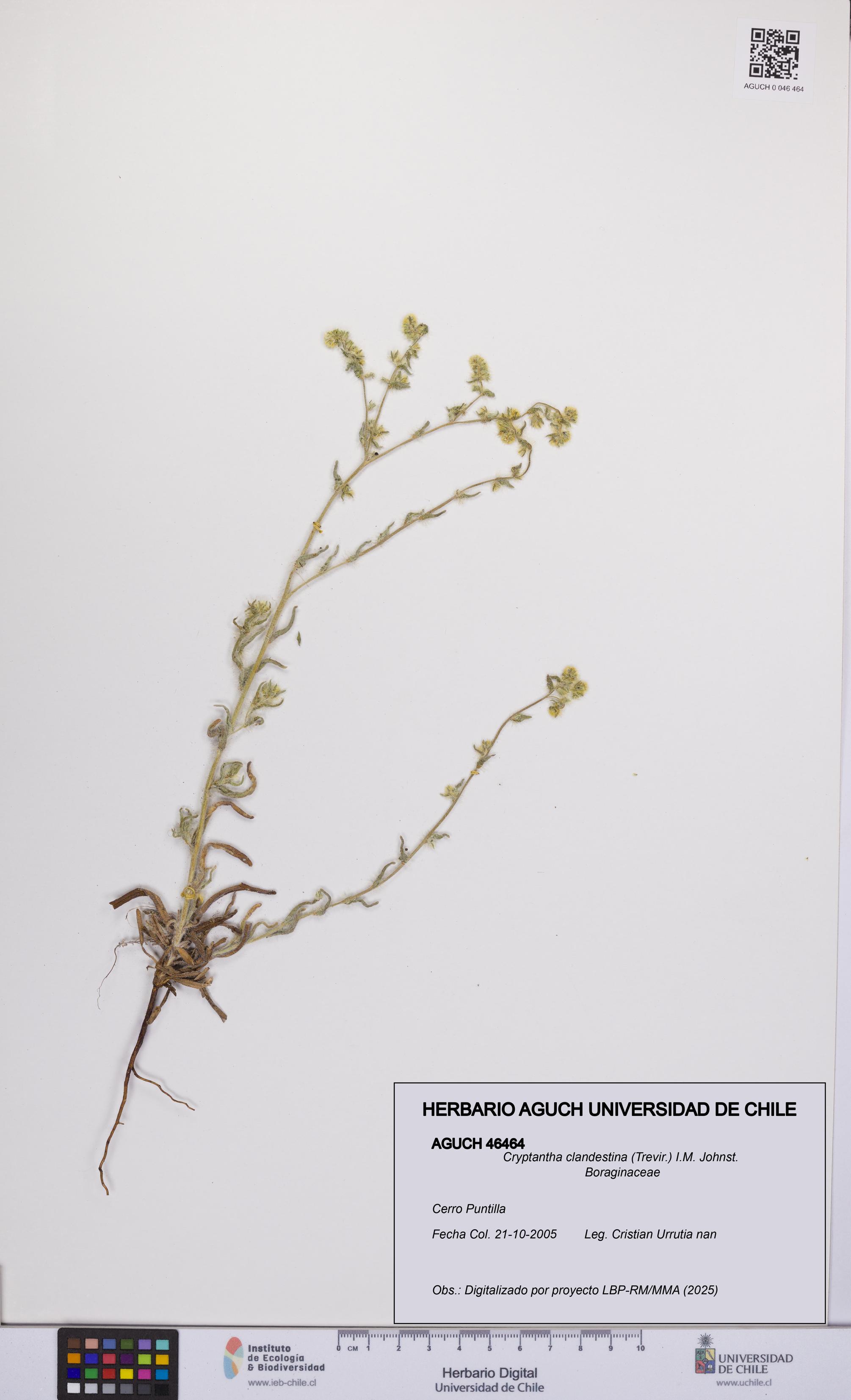 Cryptantha clandestina [Espécimen: UCH:AGUCH:0046464]