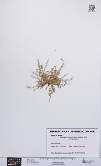 Plagiobothrys procumbens [Espécimen: UCH:AGUCH:0046465]