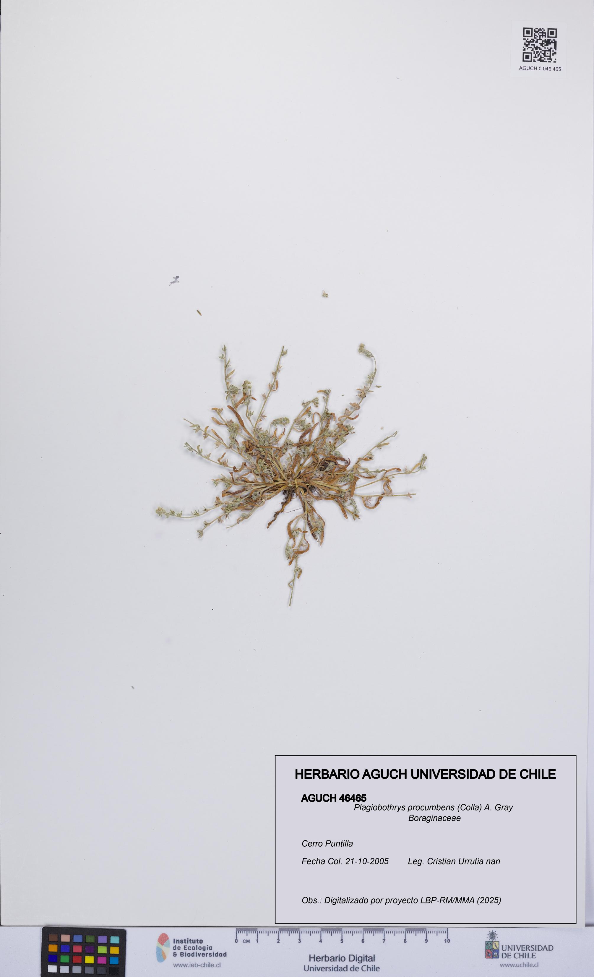 Plagiobothrys procumbens [Espécimen: UCH:AGUCH:0046465]