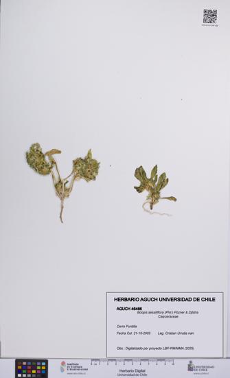 Boopis sessiliflora [Espécimen: UCH:AGUCH:0046466]