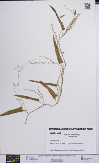 Dioscorea saxatilis [Espécimen: UCH:AGUCH:0046467]