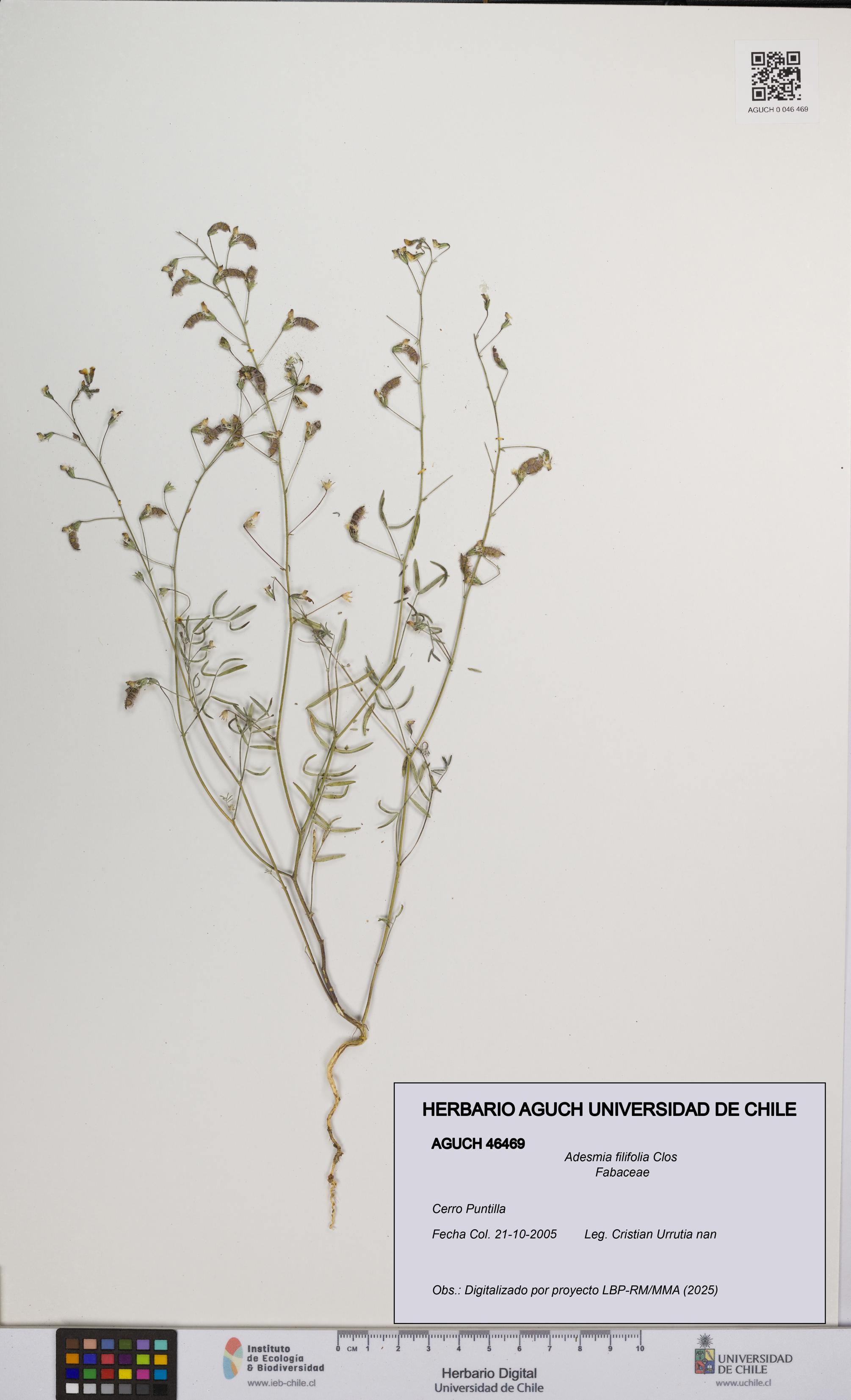 Adesmia filifolia [Espécimen: UCH:AGUCH:0046469]